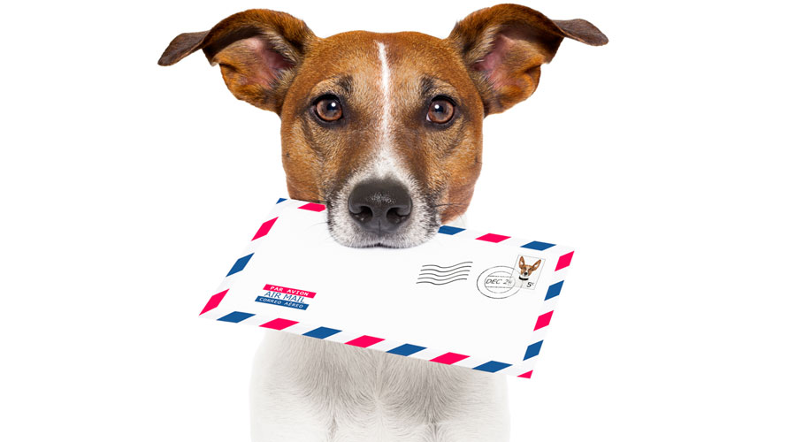 Dog with a letter in its mouth